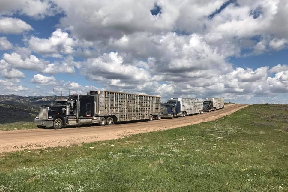 Three trucks on dirt road